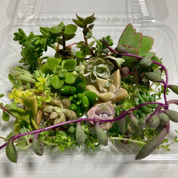 多肉植物セダム カット苗 寄せ植え おまかせミニセット④