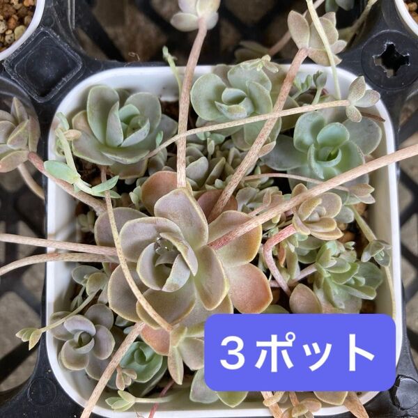 子持ち蓮華 抜き苗 3ポット 多肉植物 オロスタキス