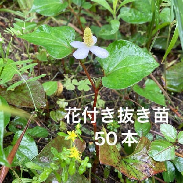 ① どくだみ抜き苗 50本 地下茎付き