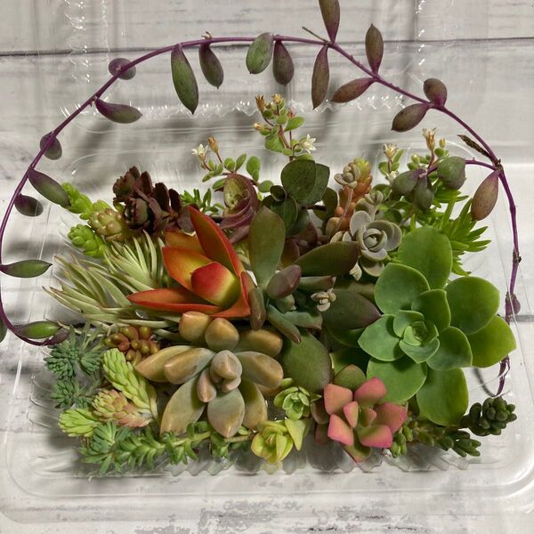 多肉植物セダム カット苗 寄せ植え おまかせミニセット③