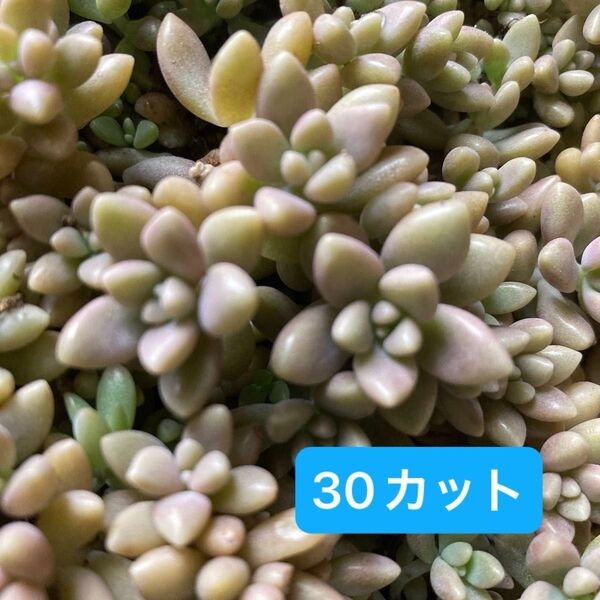 姫秋麗 カット苗 30コ 姫秀麗 多肉植物
