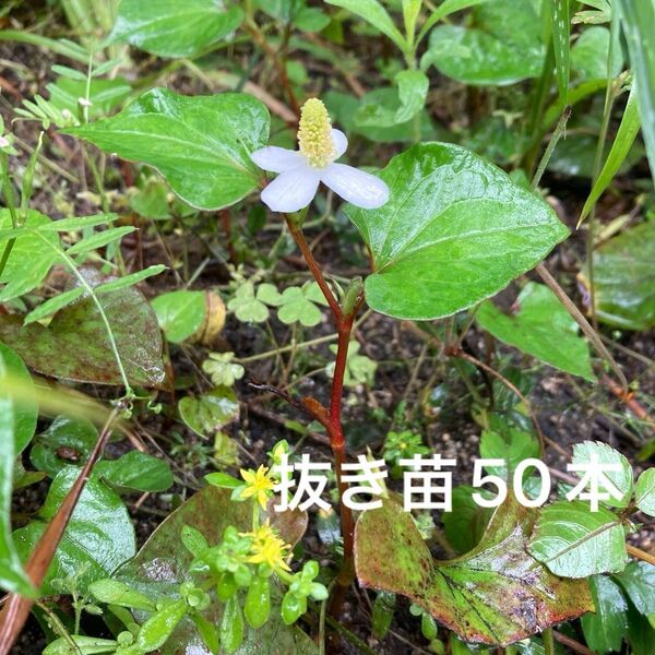 どくだみ 抜き苗 50本 地下茎付き