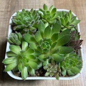 多肉植物 センペルビウム カット苗 抜き苗1ポット分