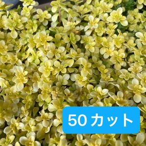 黄金丸葉万年草 50カット 多肉植物 セダム グランドカバー