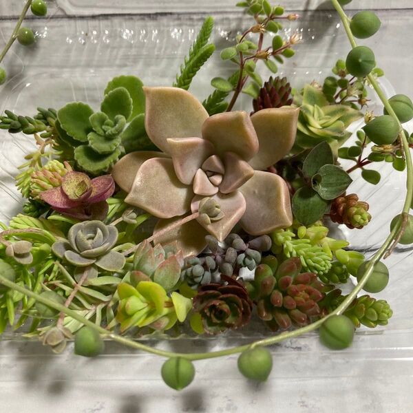 多肉植物セダム カット苗 寄せ植え おまかせミニセット③