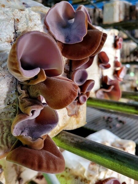 【大特価!】【数量限定】国産菌床生きくらげ※500g※