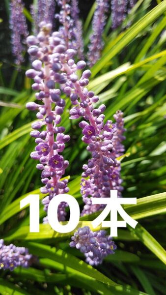 ヤブラン 薮蘭 10本