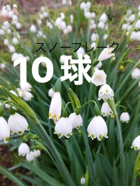 水仙 スノーフレーク スズラン水仙10球