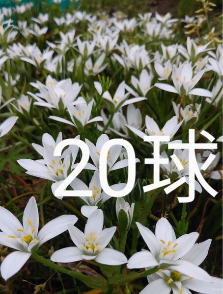 オーニソガラム 花の球根 50球
