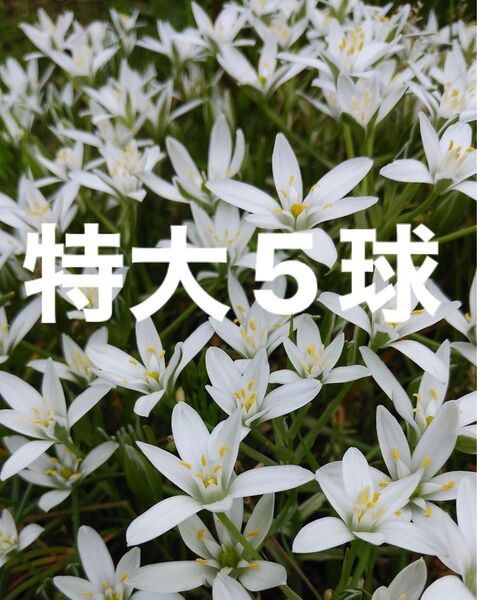 オーニソガラム 花の球根 特大5球