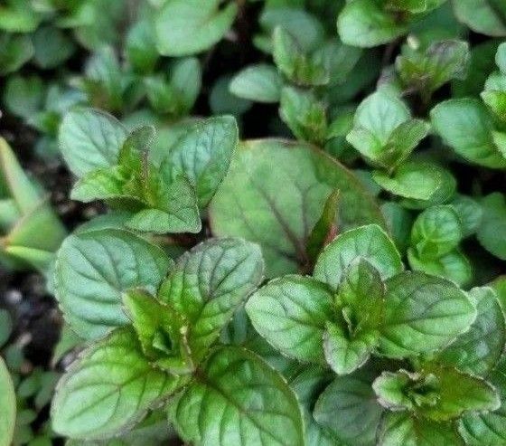 爽やかミント ブラックペパーミント ハーブ 抜き苗 根付き 無農薬 虫除け