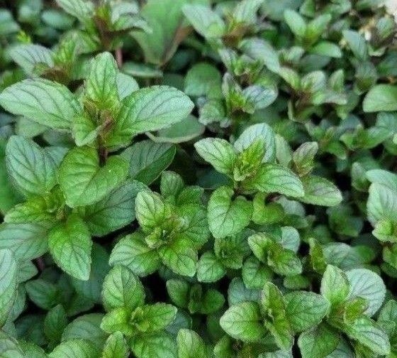爽やかミント ブラックペパーミント ハーブ 抜き苗 根付き 無農薬 虫除け