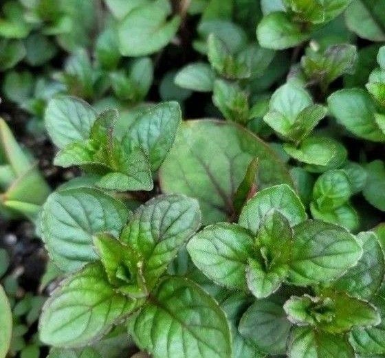 爽やかミント ブラックペパーミント ハーブ 抜き苗 根付き 無農薬 虫除け 10~15株以上