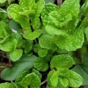 爽やかミント ミント ハーブ 抜き苗 根付き 無農薬 虫除け 10~15株以上 スペアミント