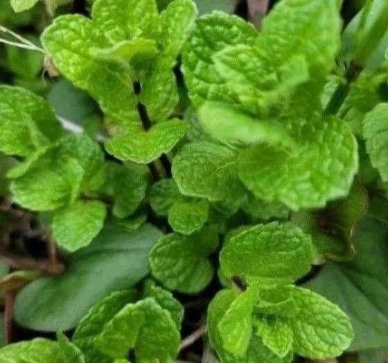 爽やかミント ミント ハーブ 抜き苗 根付き 無農薬 虫除け 10~15株以上 スペアミント