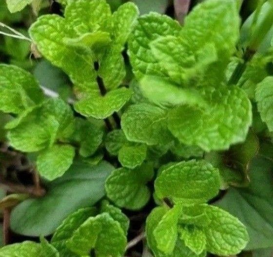 爽やかミント ミント ハーブ 抜き苗 根付き 無農薬 虫除け 10~15株 スペアミント