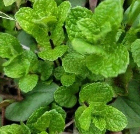 爽やかミント ミント ハーブ 抜き苗 根付き 無農薬 虫除け 10~15株 スペアミント