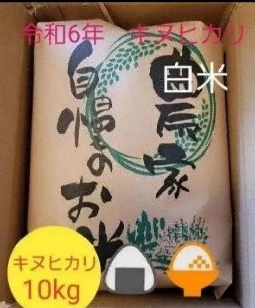 残りわずか 令和6年キヌヒカリ 滋賀県産キヌヒカリ 10kg 滋賀県 キヌヒカリ 米10kg 米 白米