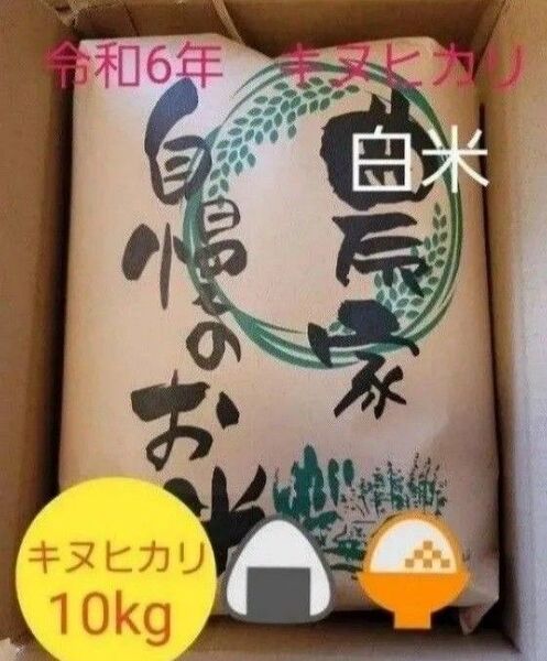 残りわずか 10kg 令和6年キヌヒカリ 滋賀県産キヌヒカリ 滋賀県 キヌヒカリ 米10kg 米 白米