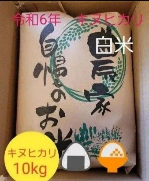 限定価格 令和6年キヌヒカリ 滋賀県産キヌヒカリ 10kg 滋賀県 キヌヒカリ 新米 米 白米