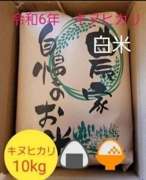 残りわずか 令和6年キヌヒカリ 滋賀県産キヌヒカリ 10kg 滋賀県 キヌヒカリ 新米 米 白米