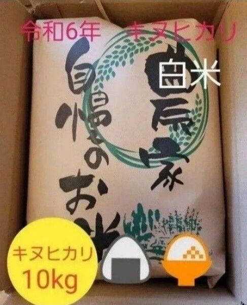 限定価格 令和6年キヌヒカリ 滋賀県産キヌヒカリ 10kg 滋賀県 キヌヒカリ 新米 米 白米