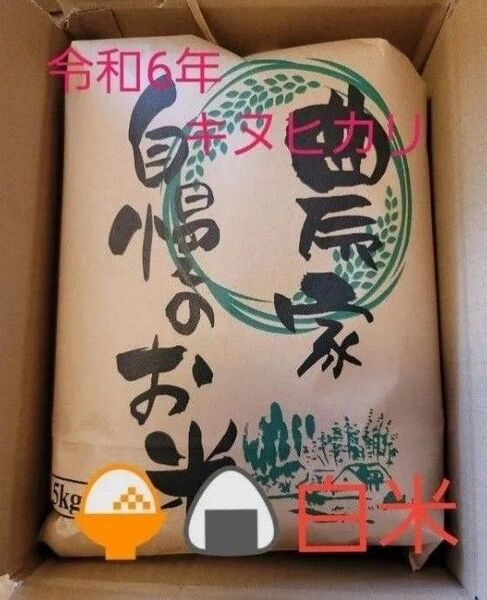 残りわずか 5kg 令和6年キヌヒカリ 滋賀県産キヌヒカリ 5kg 滋賀県 キヌヒカリ 米5kg 米 白米