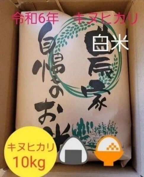 限定価格 令和6年キヌヒカリ 滋賀県産キヌヒカリ 10kg 滋賀県 キヌヒカリ 新米 米 白米