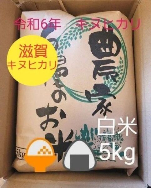 限定価格 令和6年キヌヒカリ 滋賀県産キヌヒカリ 5kg 滋賀県 キヌヒカリ 新米 米 白米