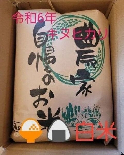 残りわずか 5kg 令和6年キヌヒカリ 滋賀県産キヌヒカリ 5kg 滋賀県 キヌヒカリ 米5kg 米 白米