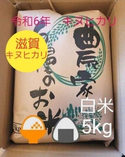 限定価格 令和6年キヌヒカリ 滋賀県産キヌヒカリ 5kg 滋賀県 キヌヒカリ 米 白米 米5kg