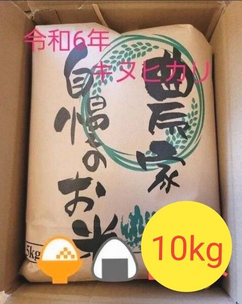 令和6年キヌヒカリ 滋賀県産キヌヒカリ 10kg 滋賀県 キヌヒカリ 新米 米 白米
