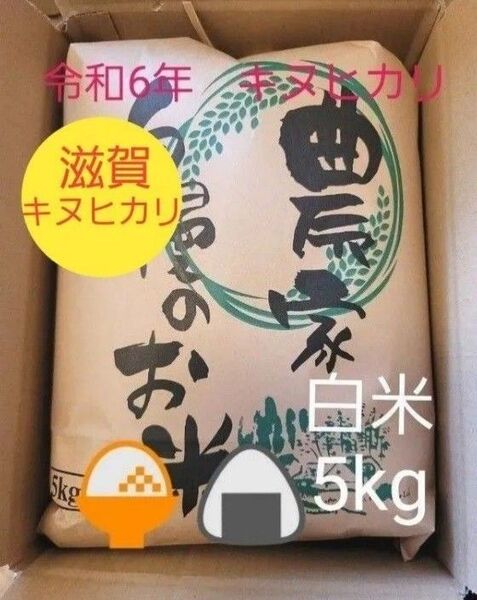 限定価格 令和6年キヌヒカリ 滋賀県産キヌヒカリ 5kg 滋賀県 キヌヒカリ 新米 米 白米