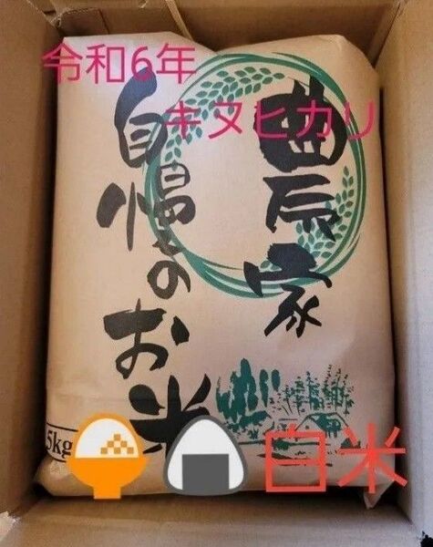 限定価格 令和6年キヌヒカリ 滋賀県産キヌヒカリ 5kg 滋賀県 キヌヒカリ 米 白米