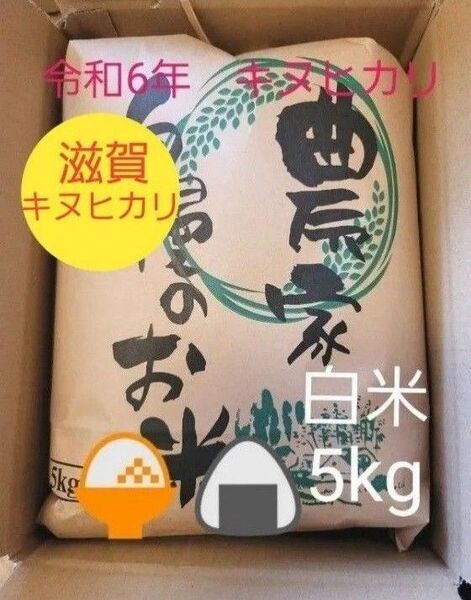 限定価格 令和6年キヌヒカリ 滋賀県産キヌヒカリ 5kg 滋賀県 キヌヒカリ 新米 米 白米
