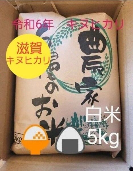 限定価格 令和6年キヌヒカリ 滋賀県産キヌヒカリ 5kg 滋賀県 キヌヒカリ 新米 米 白米