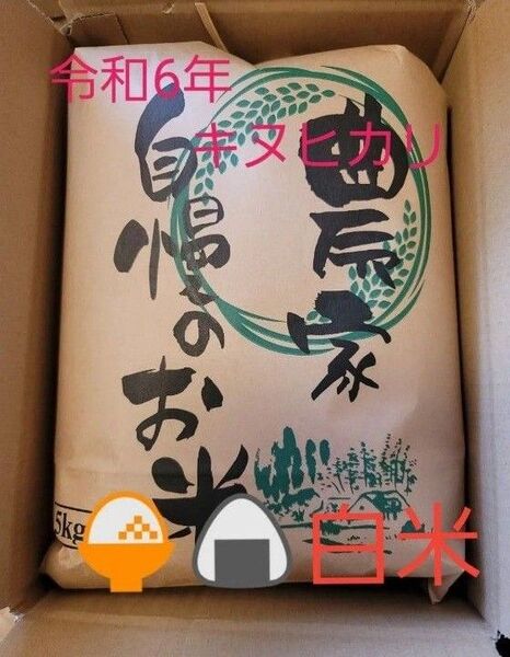 限定価格 令和6年キヌヒカリ 滋賀県産キヌヒカリ 5kg 滋賀県 キヌヒカリ 新米 米 白米