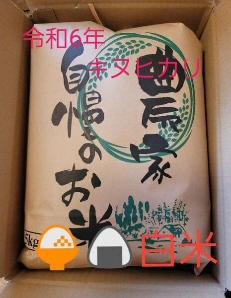 限定価格 令和6年キヌヒカリ 滋賀県産キヌヒカリ 5kg 滋賀県 キヌヒカリ 新米 米 白米