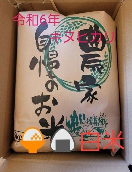 限定価格 令和6年キヌヒカリ 滋賀県産キヌヒカリ 5kg 滋賀県 キヌヒカリ 新米 米 白米