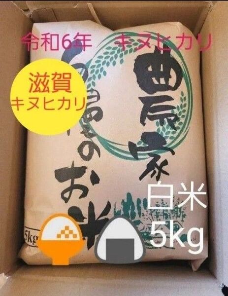 限定価格 令和6年キヌヒカリ 滋賀県産キヌヒカリ 5kg 滋賀県 キヌヒカリ 新米 米 白米