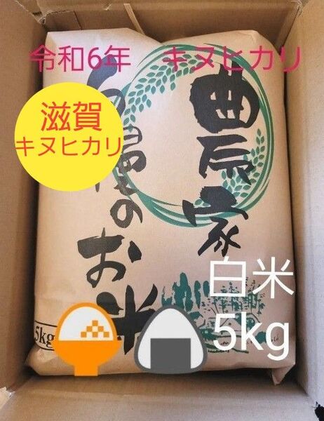限定価格 令和6年キヌヒカリ 滋賀県産キヌヒカリ 5kg 滋賀県 キヌヒカリ 新米 米 白米
