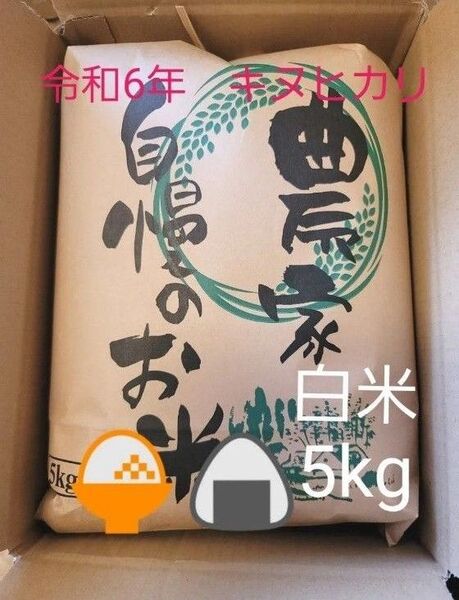 限定価格 令和6年キヌヒカリ 滋賀県産キヌヒカリ 5kg 滋賀県 キヌヒカリ 新米 米 白米