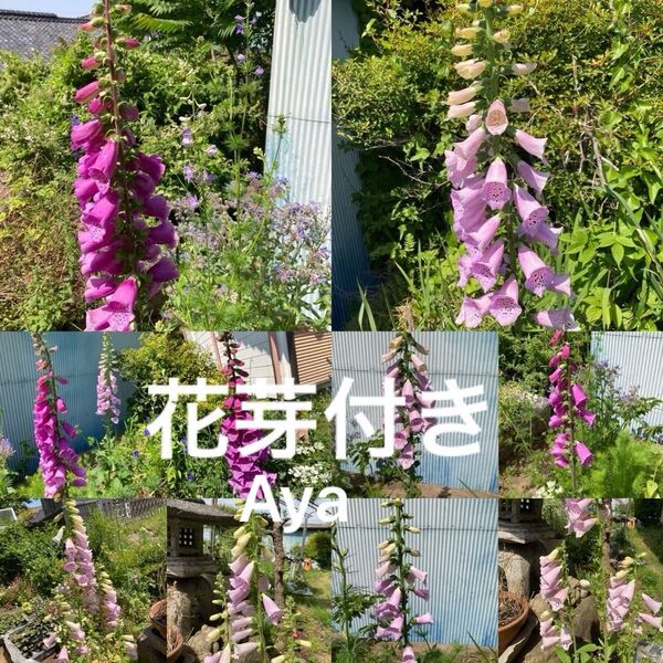 ジキタリス抜き苗5本