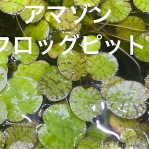 アマゾンフロッグピット 20株