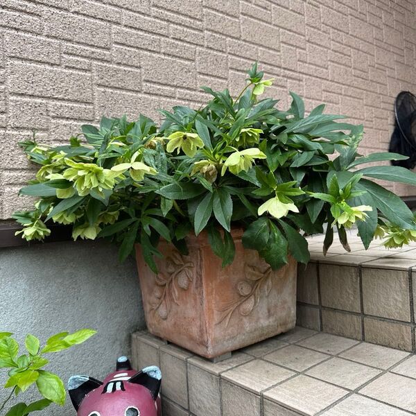 八重咲きクリスマスローズ たね 種 25粒プラス オマケ