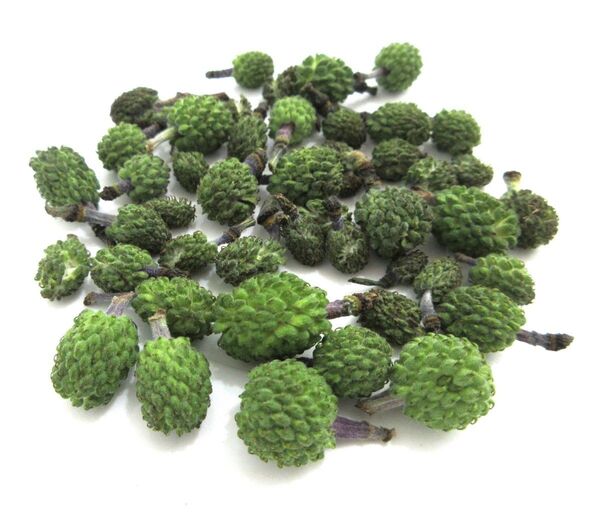 【北海道産山野草の種子#3】福寿草(フクジュソウ)のタネ ヘッド 熟度不明 黄色い花の種 キバナ 黄花 4月27日採取分