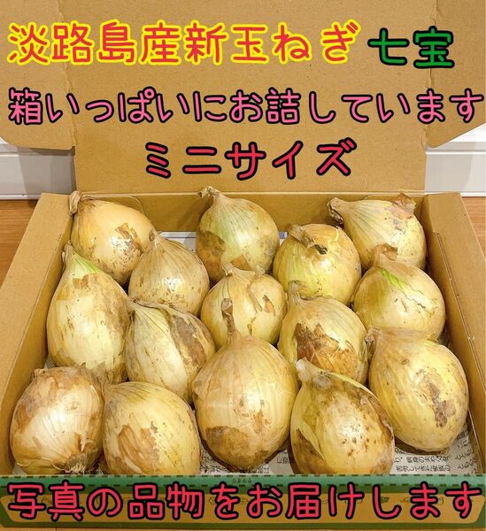 12 淡路島産新玉ねぎ七宝