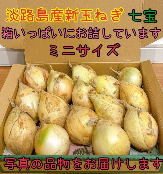11 淡路島産新玉ねぎ七宝