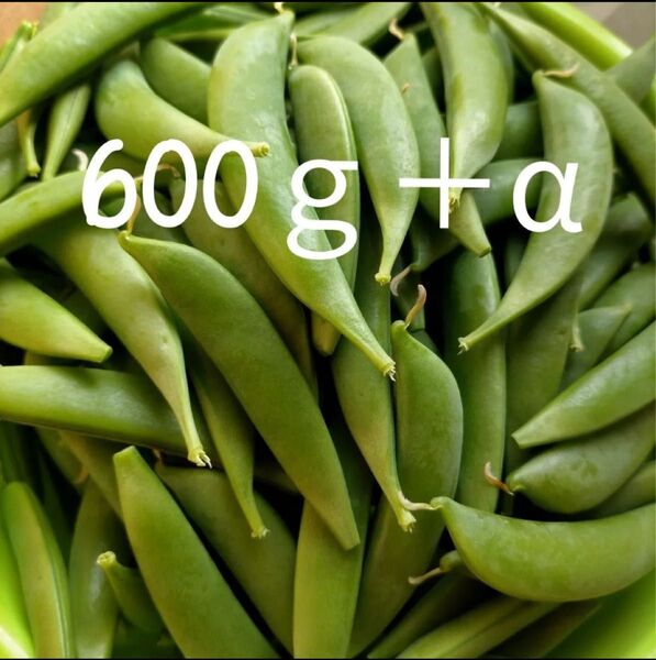 スナップエンドウ えんどう豆 家庭菜園 野菜詰め合わせ 600gプラスアルファ