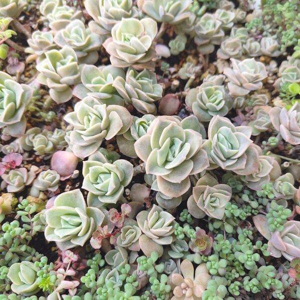 【ネコポス発送】多肉植物 ラブリーローズ 7カット